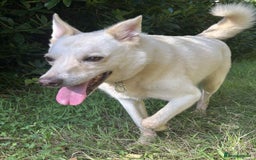 Mixed Breed dogs for adoption: Buddy - Norwich Norfolk  - Image 33