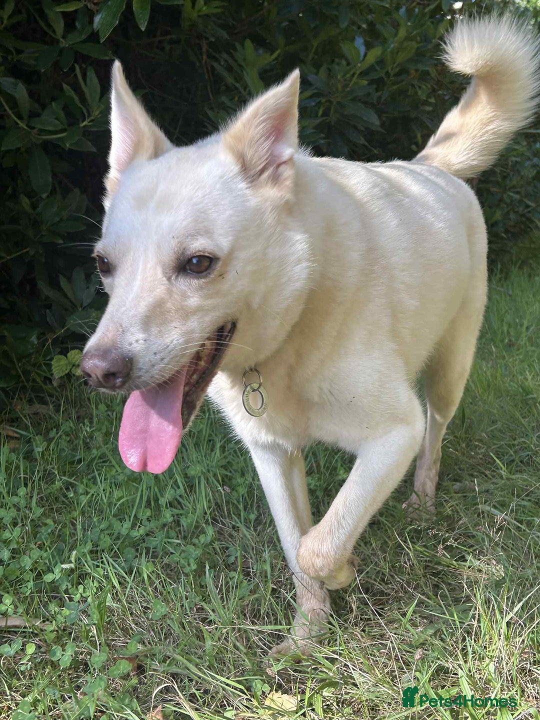 Mixed Breed dogs for adoption: Buddy - Norwich Norfolk  - Image 33