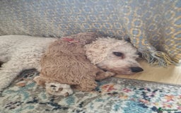 Cavapoochon dogs for sale: F1b Cavapoochon Puppies – 3 Boys Ready to Reserve - Image 15