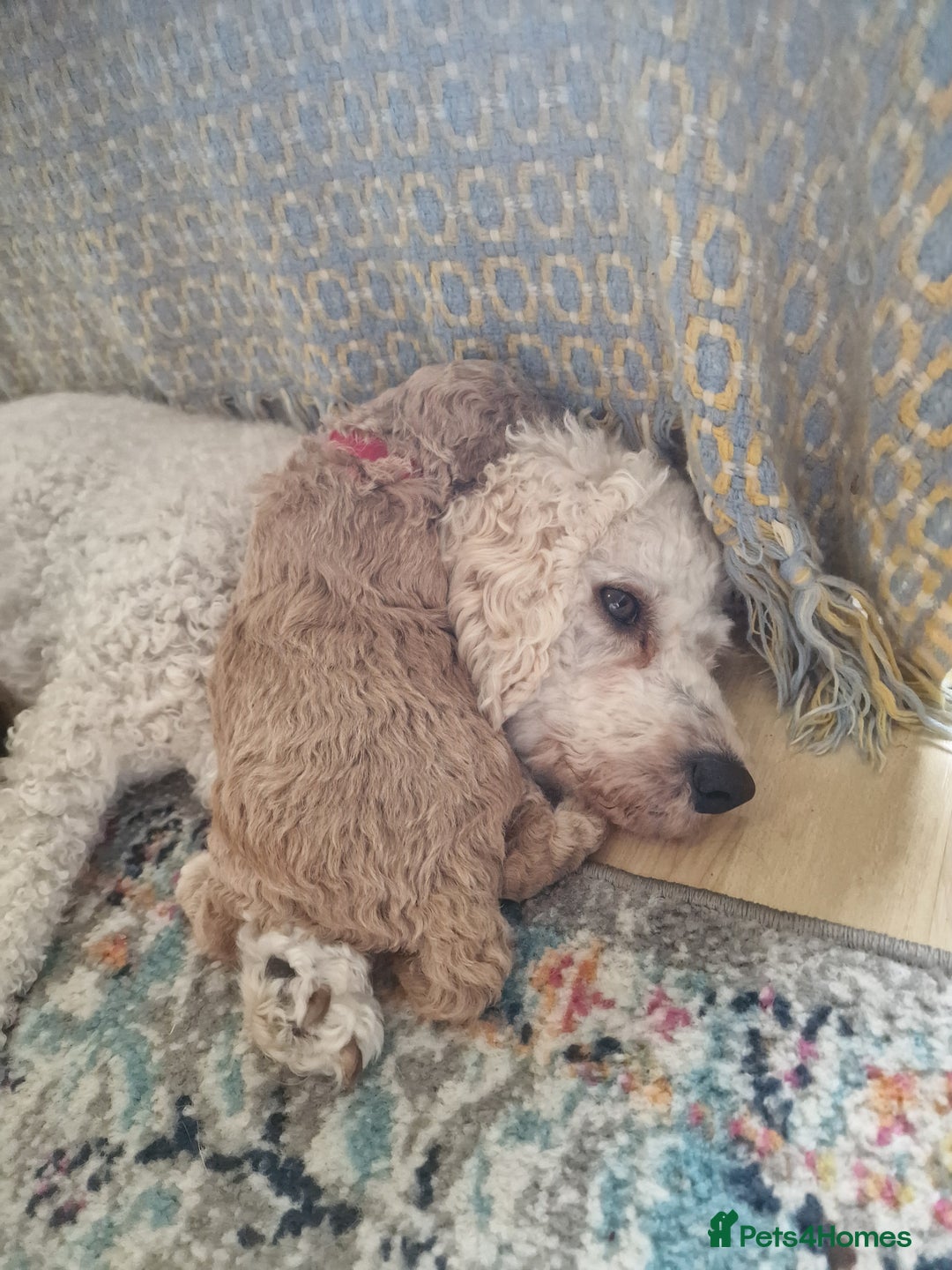 Cavapoochon dogs for sale: F1b Cavapoochon Puppies – 3 Boys Ready to Reserve - Image 15