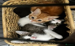 Domestic Shorthair cats for sale: 3 kittens (2 male 1 female ) - Image 1