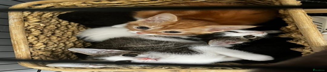 Domestic Shorthair Kitten 1