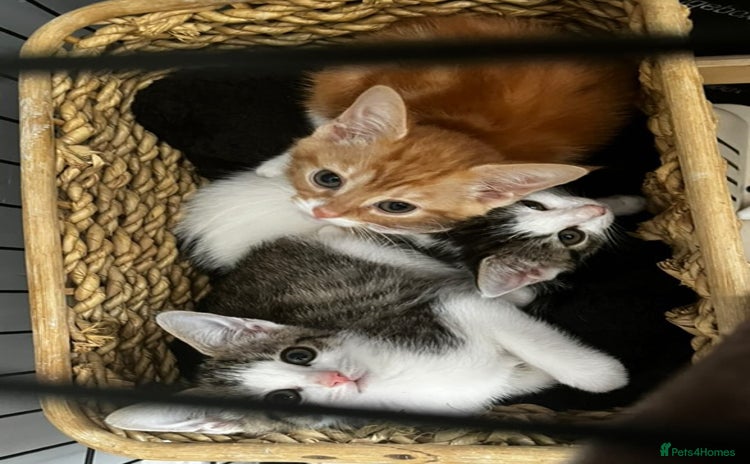 Domestic Shorthair cats - Advert 4