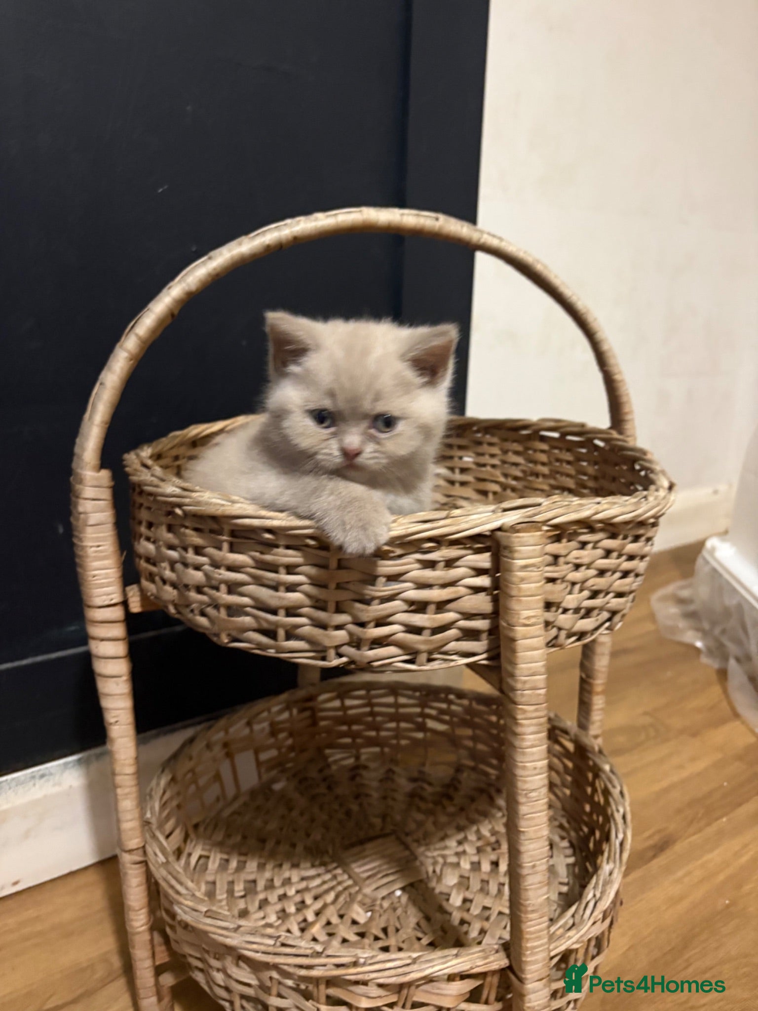 British Shorthair cats Beautiful British shorthair  - Advert 2