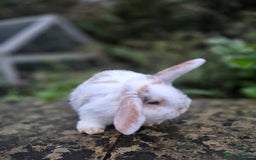 Mini Lop rabbits for sale: Mini Lops LAST DOE LEFT - Advert 2