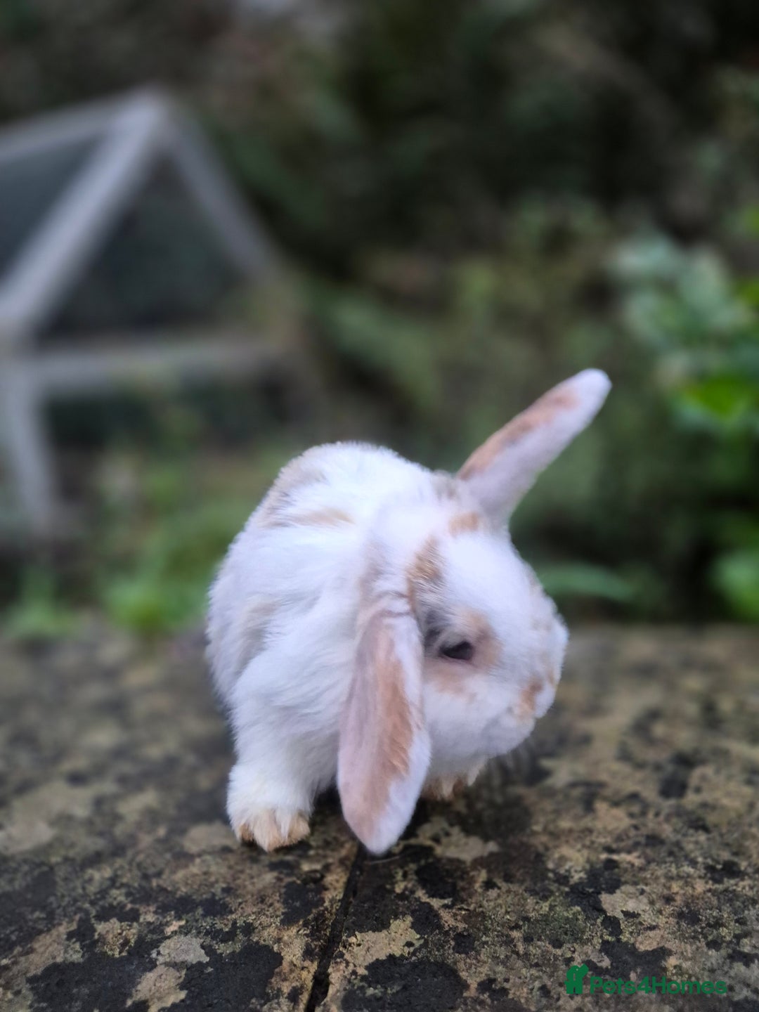 Mini Lop rabbits for sale: Mini Lops LAST DOE LEFT - Advert 2