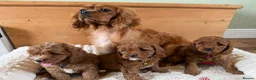 Cavapoo dogs for sale: Beautiful F1 Red Cavapoo puppies  - Advert 13