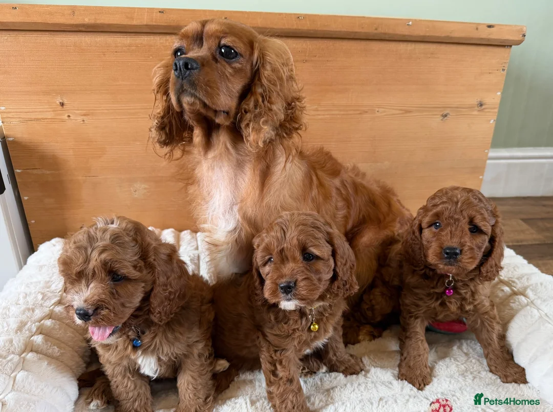 Cavapoo dogs for sale: Beautiful F1 Red Cavapoo puppies  - Advert 13