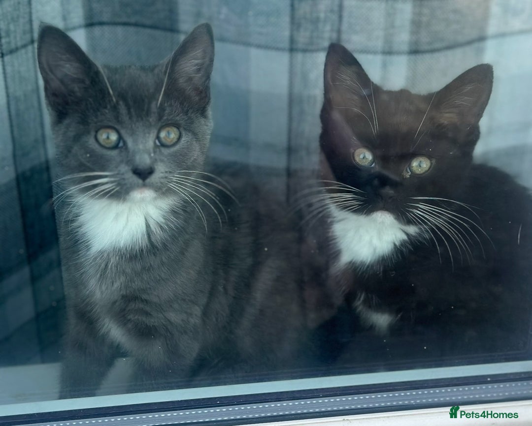 Mixed Breed cats for sale: Two 8 month beautiful sisters🤍 - Image 2