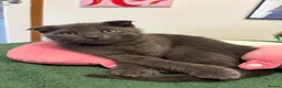 Scottish Fold cats for sale: 2 Scottish Fold Kittens - Advert 1
