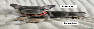 French Bulldog kujo
