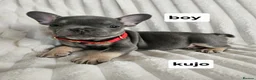 French Bulldog dogs for sale: French bulldog puppy 8 weeks boys and girls in Gateshead - Advert 9