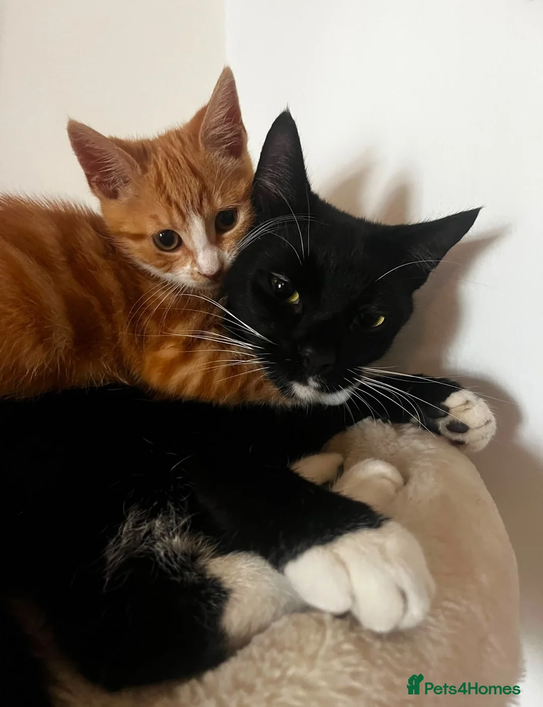 Mixed Breed cats for sale: Timmy & Odette - Advert 1