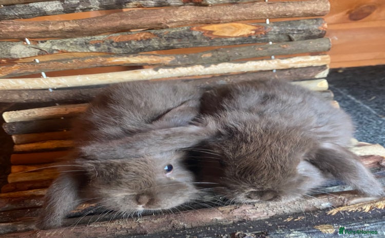 Mini Lop rabbits - Advert 4