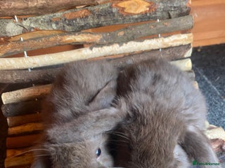 Mini Lop rabbits - Advert 15