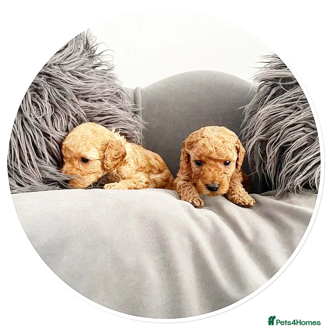 Miniature Poodle dogs for stud: Gorgeous mini poodle health tested stud   in Swindon - Advert 6