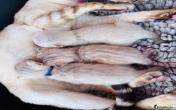 Bengal cats for sale: TICA Reg Bengal Kittens - Browns, Lynx & Mink - Image 8