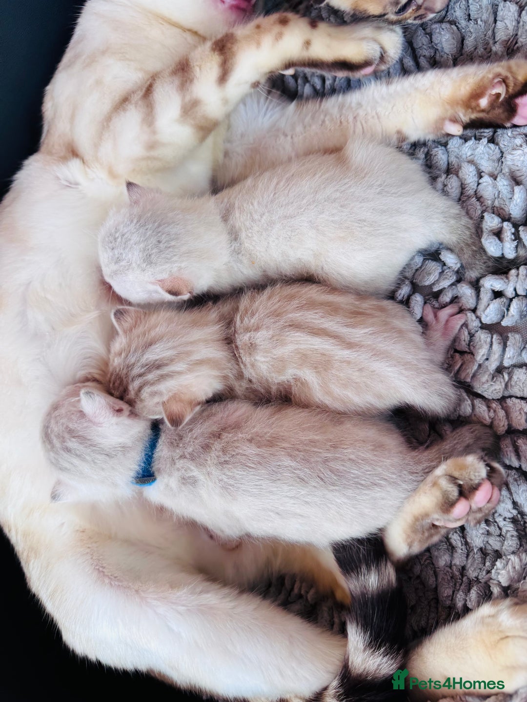 Bengal cats for sale: TICA Reg Bengal Kittens - Browns, Lynx & Mink - Image 8