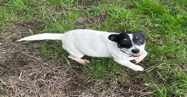 Jack Russell dogs - Advert 3