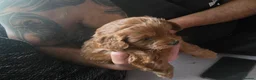Cavapoo dogs for sale: Cavapoo F2 - Advert 10