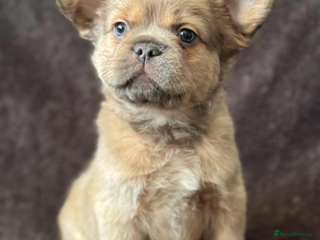 French Bulldog dogs Full fluffy frenchies - Advert 1