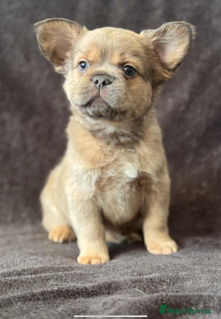French Bulldog dogs Full fluffy frenchies - Advert 1