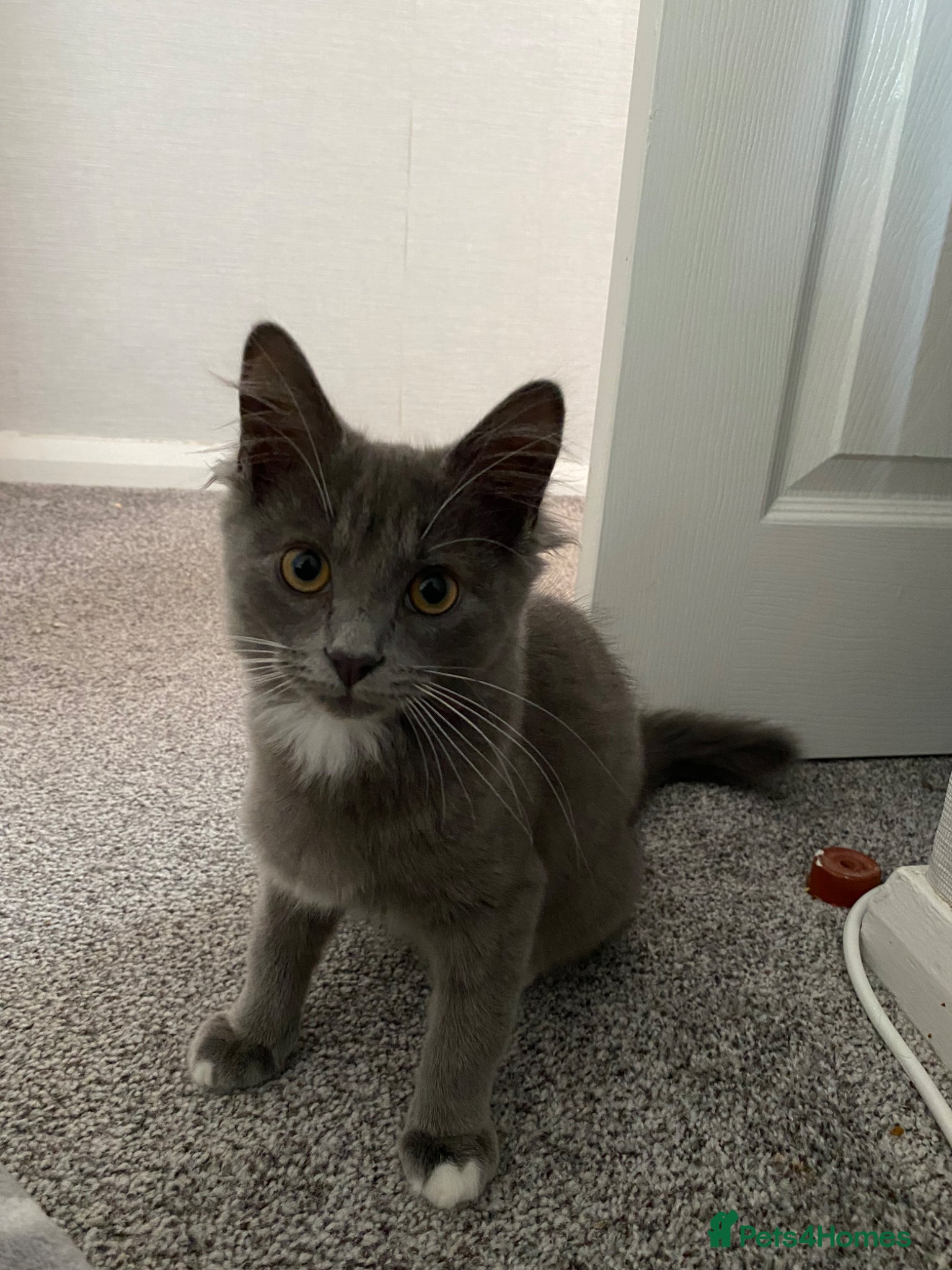 Domestic Shorthair cats 18 week male kitten - Advert 2