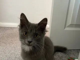 Domestic Shorthair cats 18 week male kitten - Advert 2