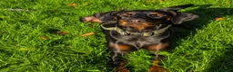 Dobermann dogs for sale: Bear  - Advert 4