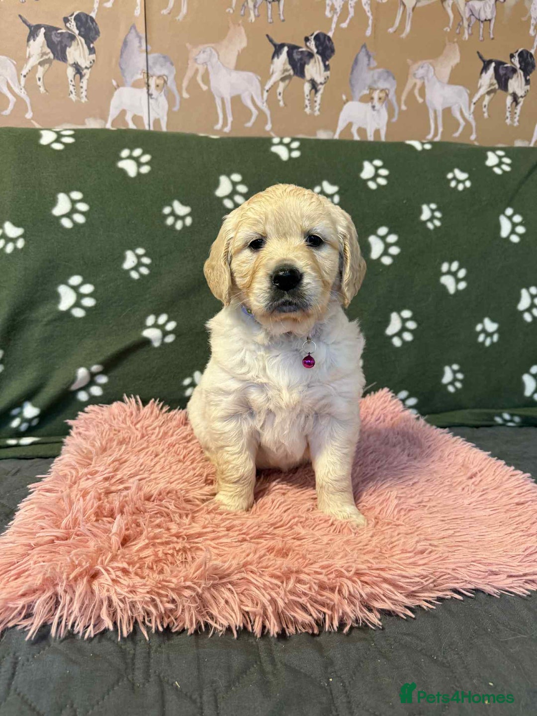 Golden Retriever dogs for sale: Stunning health tested Golden Retriever Puppies  - Advert 26