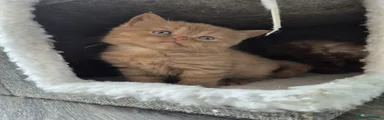 Scottish Fold Kitten 1