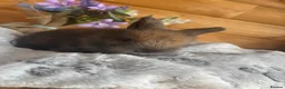 Mini Lop rabbits for sale:  Beautiful Mini Lop Babies — Ready to Reserve!  - Advert 7