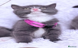 Mixed Breed cats for sale: Ragdoll X  British shorthair  - Image 5