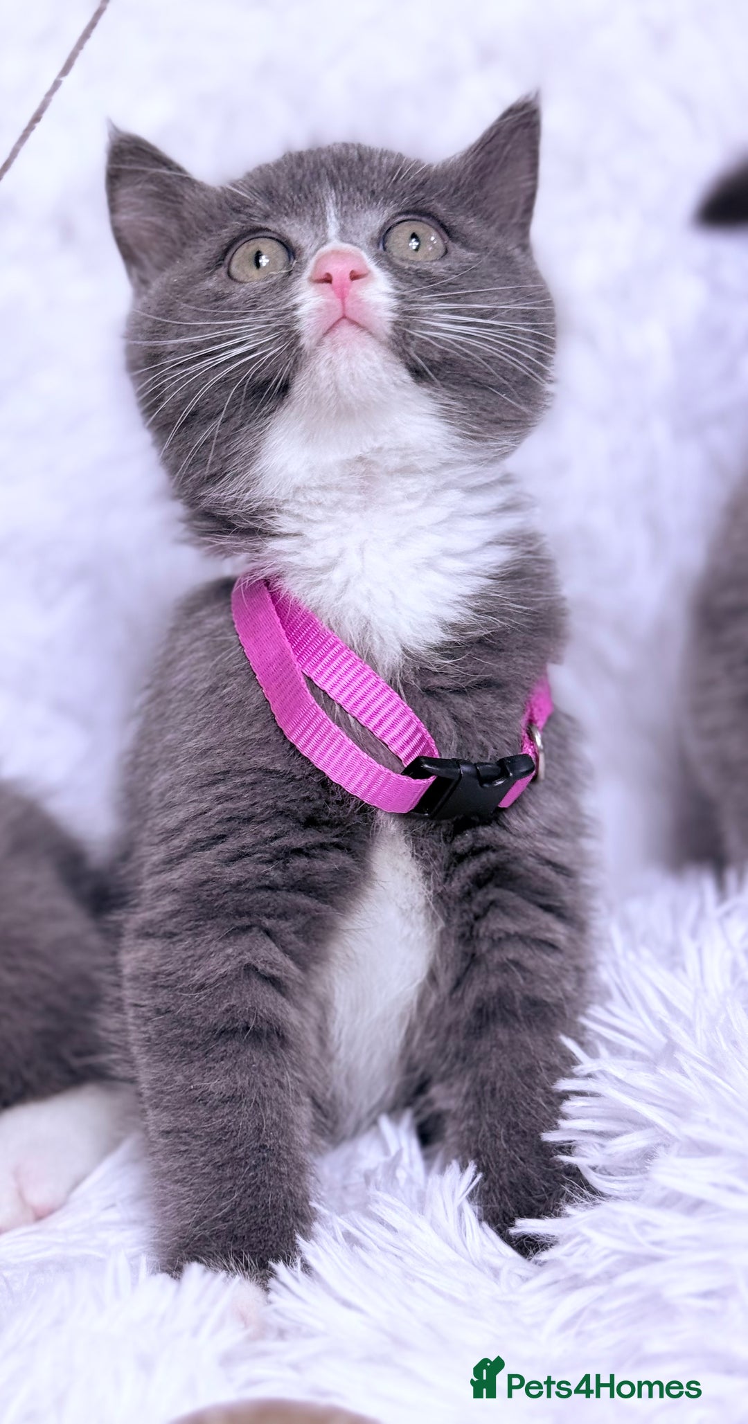 Mixed Breed cats for sale: Ragdoll X  British shorthair  - Image 5