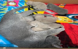 British Shorthair cats for sale: British shorthair kittens  - Image 21