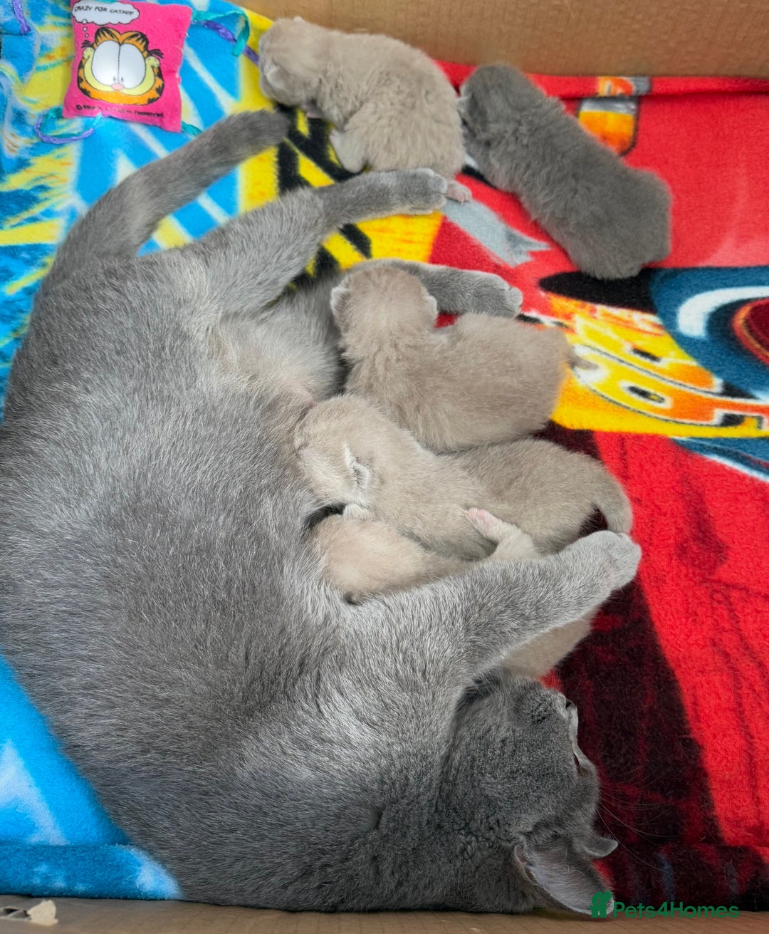 British Shorthair cats for sale: British shorthair kittens  - Image 21