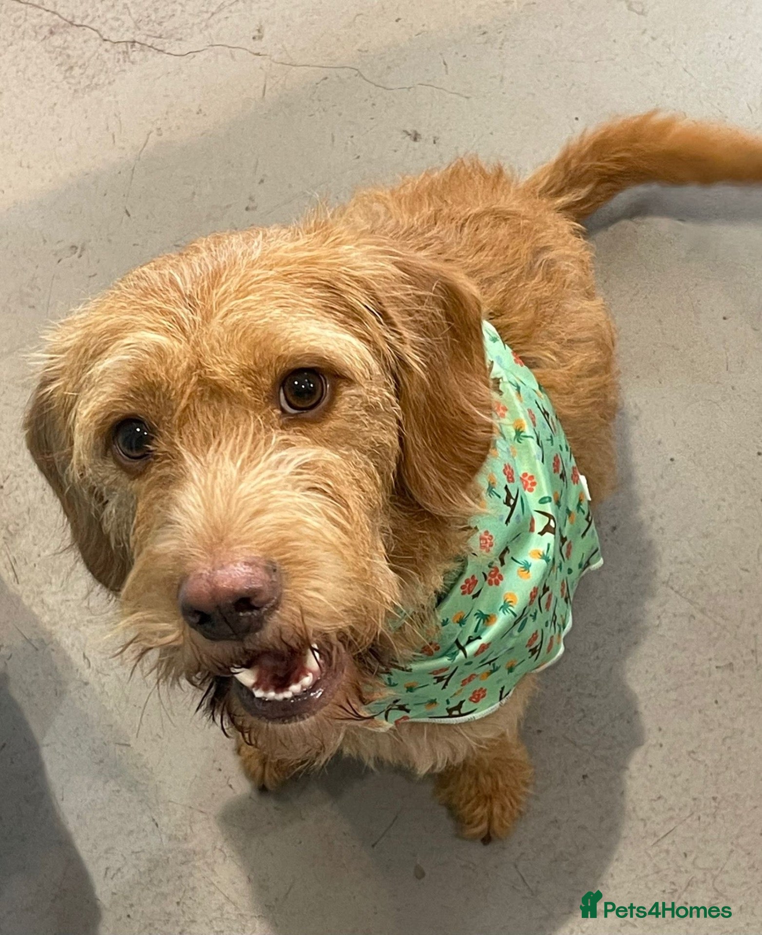 Labradoodle dogs Dexter - The sweetest labradoodle   - Advert 1