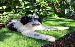 Labradoodle dogs for sale: Curly Coated Hypo-Allergenic Labradoodle Puppies   - Image 9