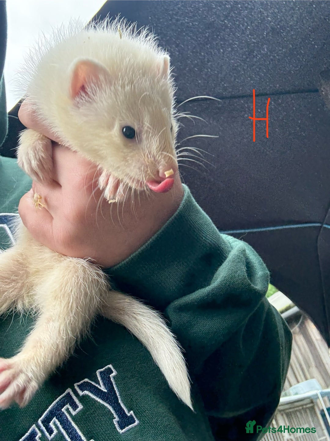 Ferret rodents for sale: Ferret Kits (albino, sandy, bew colours) - Image 13
