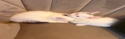 Mixed Breed cats for sale: X2 kittens available 8 weeks old long hair white  - Advert 3