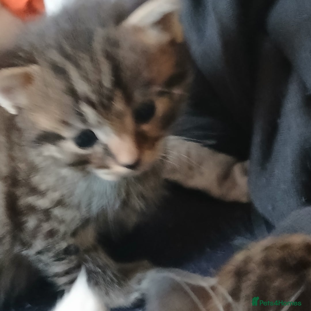 Bengal cats for sale: 1 girl and 3 boys  - Image 5