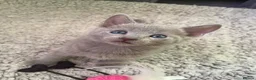 Russian Blue cats for sale: TICA 5* pedigree Russian blue kittens  - Advert 16