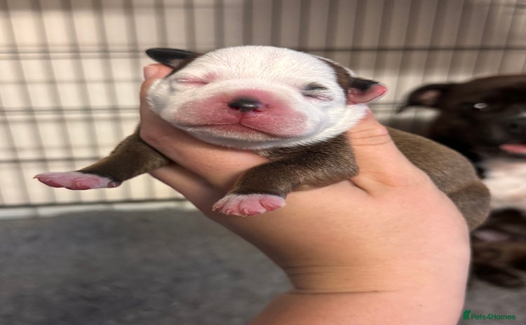 Staffordshire Bull Terrier dogs - Advert 1