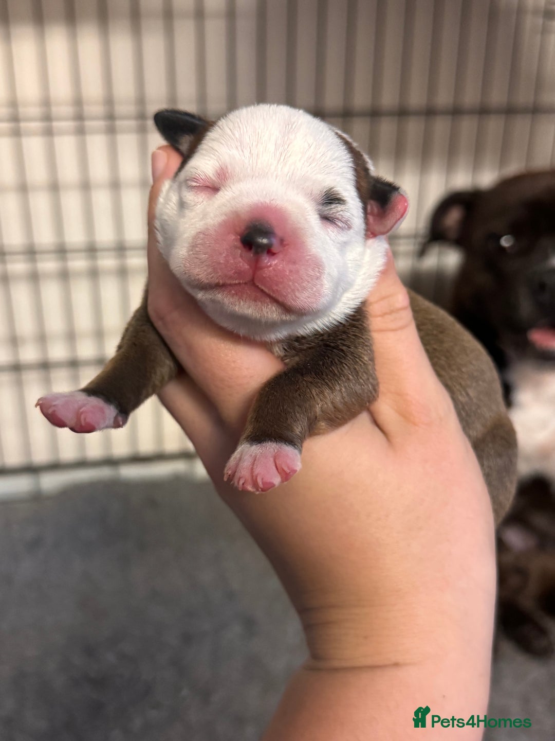 Staffordshire Bull Terrier dogs for sale: KC Staffordshire Bull Terrier - Image 14
