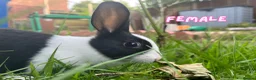 Dutch rabbits for sale: Cute Dutch Bunnies, Mixed Gender! :) in Blackburn - Advert 4