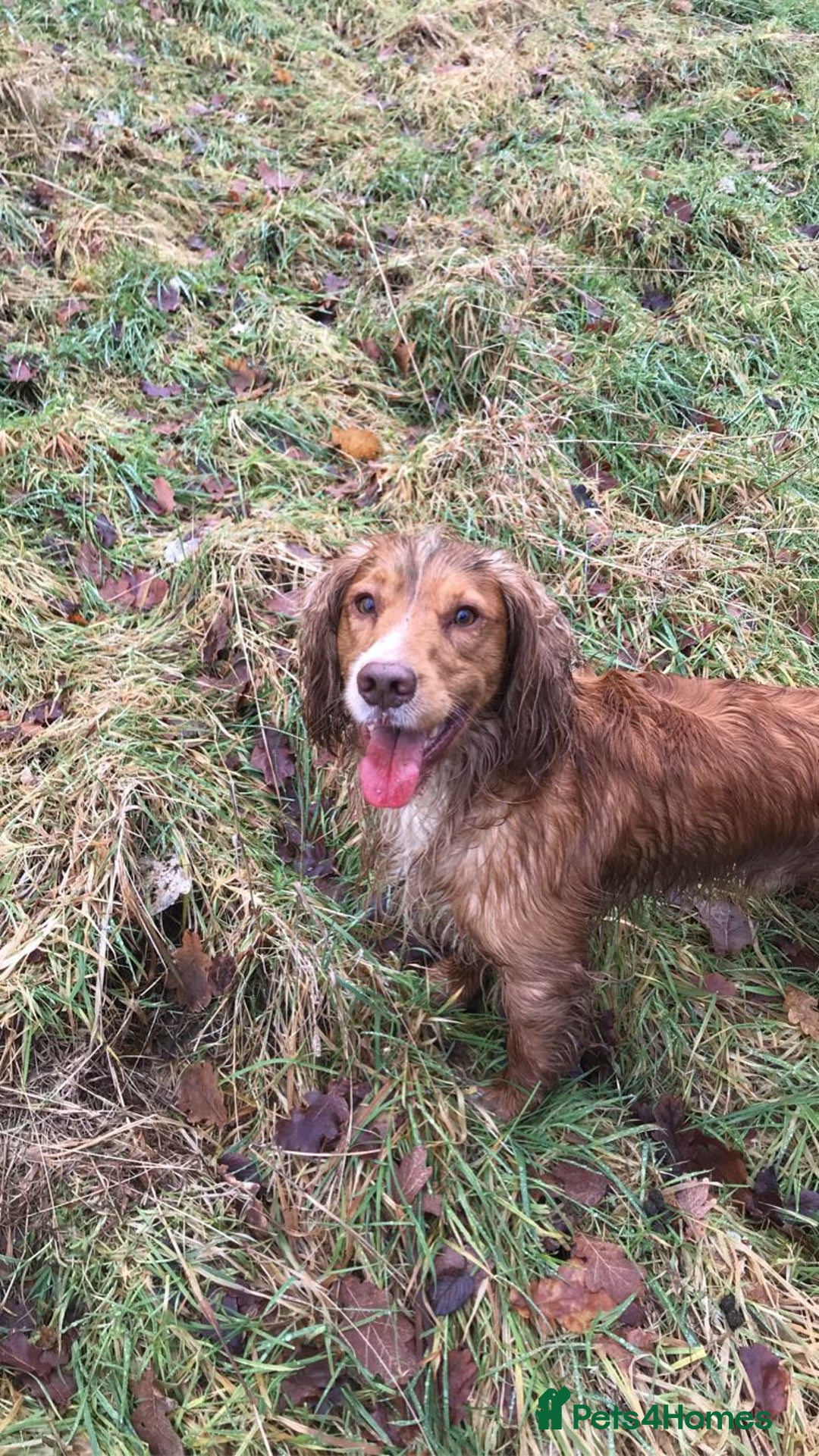 Cocker Spaniel dogs for stud: Proven working cocker spaniel stud very well bred in Sutton-in-Ashfield - Advert 1