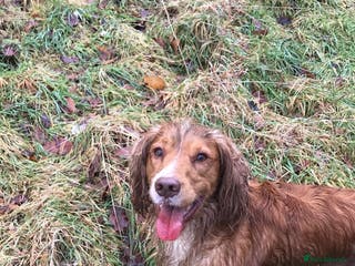 Cocker Spaniel dogs Proven working cocker spaniel stud very well bred in Sutton-in-Ashfield - Advert 5