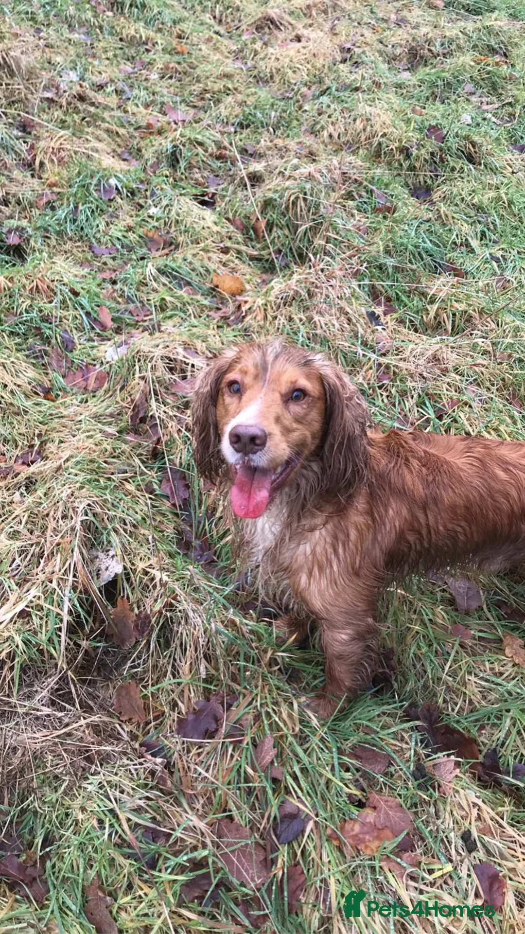 Cocker Spaniel dogs for stud: Proven working cocker spaniel stud very well bred in Sutton-in-Ashfield - Advert 1