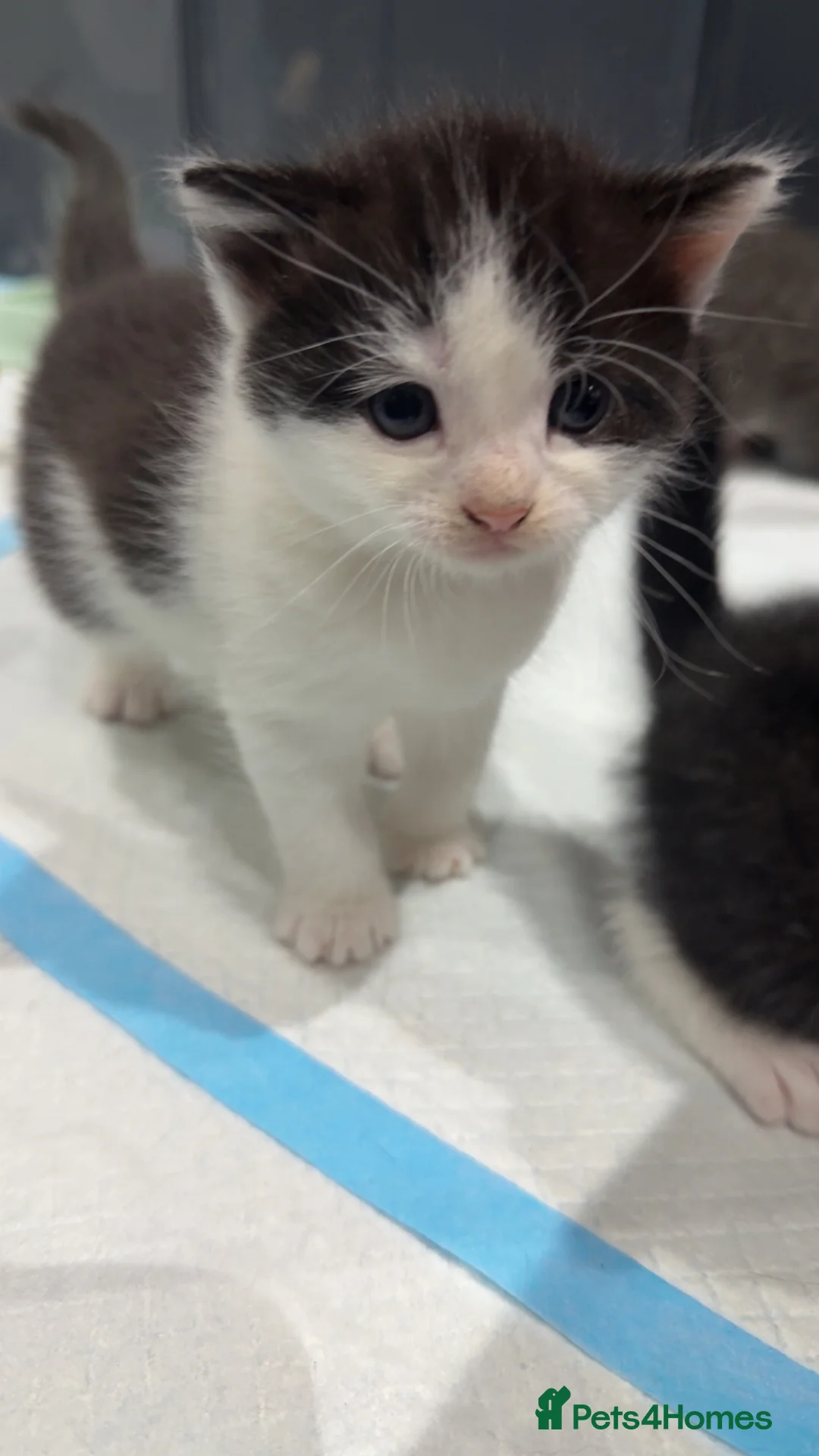 Domestic Shorthair cats for sale: Playful Litter of 6 Grey/Black/White Kittens in London - Advert 18