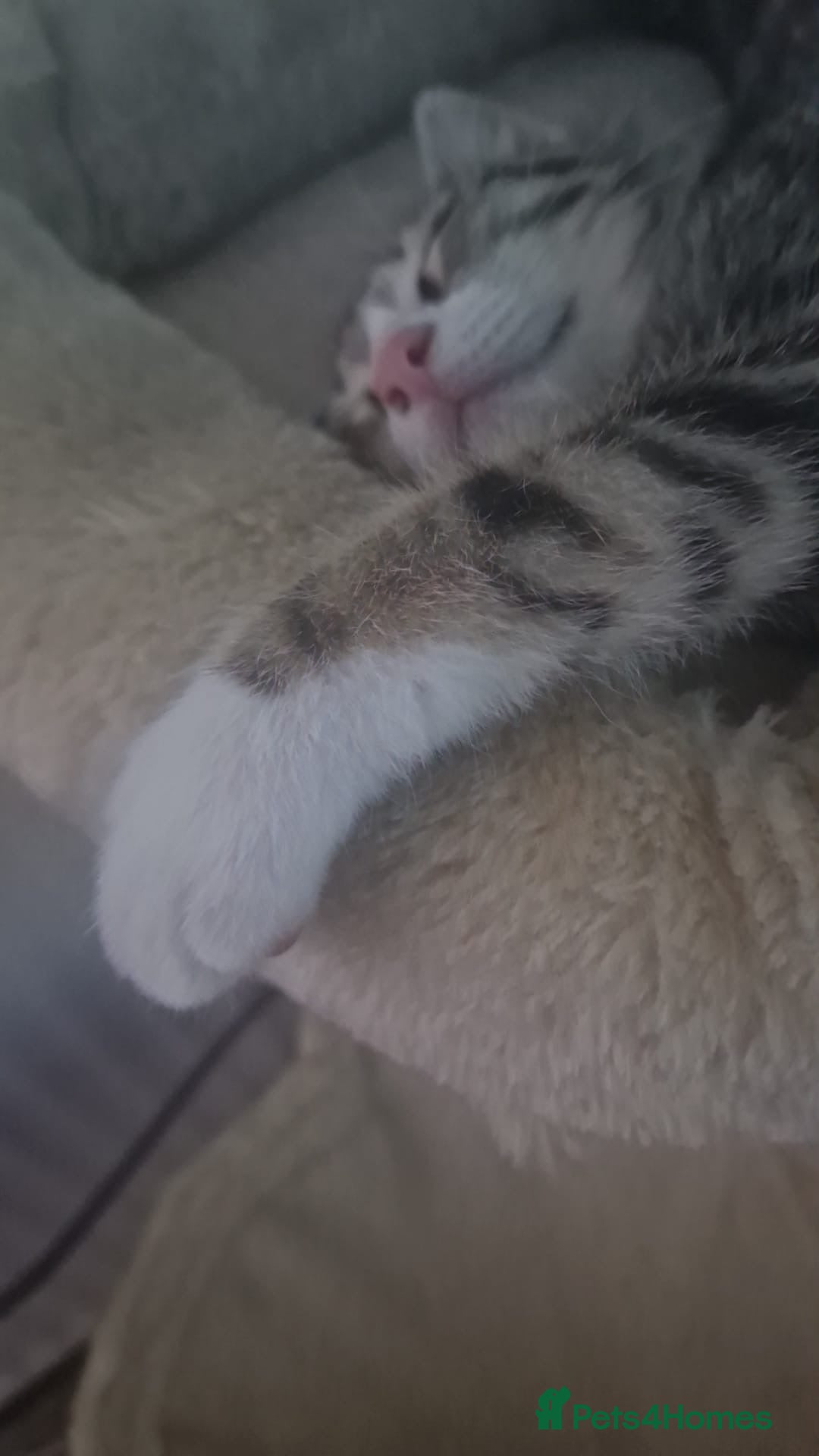 Mixed Breed cats for sale: Free beautiful grey tabby boy needs home  - Image 2